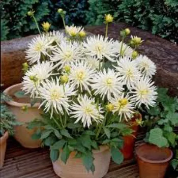 Star Dahlia Plant